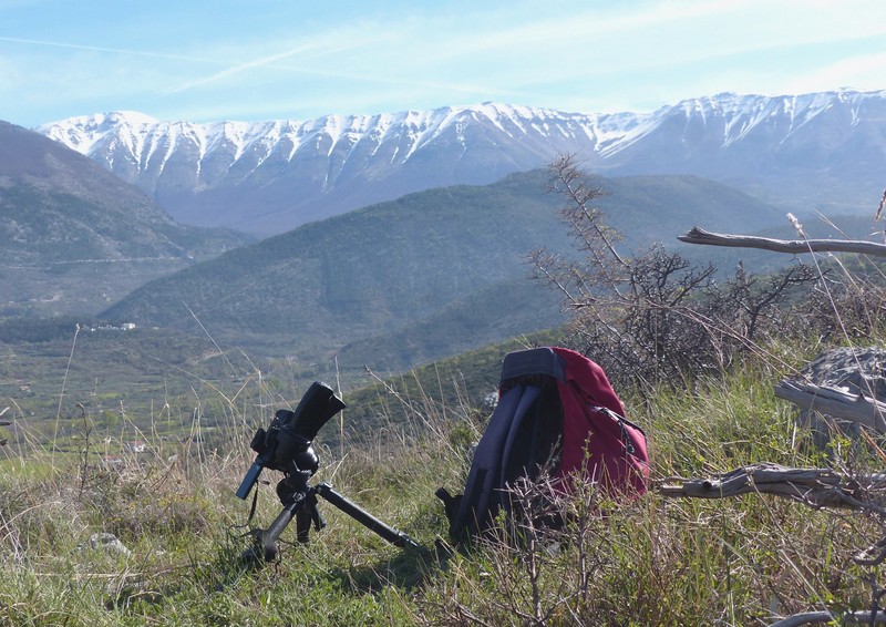 Ophrys exaltata subsp. archipelagi in Abruzzo marzo e aprile 2019